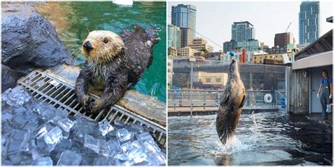 Seattle Aquarium Has Live Cams To Watch Otters And Seals From Your Home