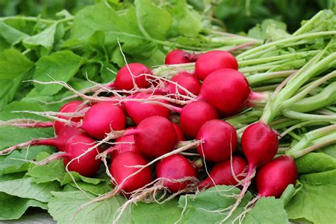 How Are Radishes Grown Learn About Growing Radish Plants