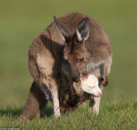 Roos The Daddy Eastern Grey Kangaroo Gives Birth To An Albino Baby