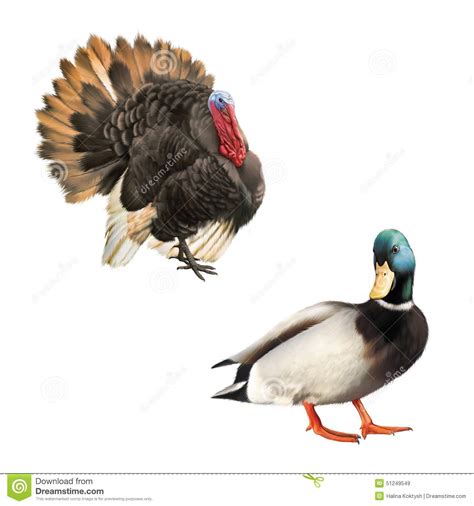 Thanksgiving duck recipes, crisp roast duck recipe epicurious com. Beautiful Male Turkey Eating Food, Mullurd Duck Stock Illustration - Illustration of celebration ...