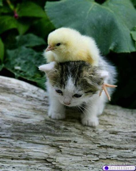 17 Best Images About Animal Odd Couples On Pinterest