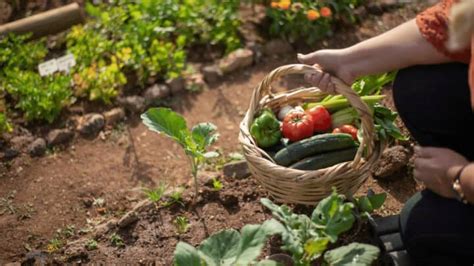 20 Best Organic Fertilizers For Vegetables 2023
