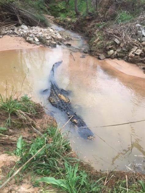 700 Lb Alligator Massive 700 Pound Alligator Found In Georgia Cbs News