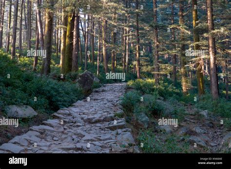 Old Stone Path Through Cedar Forest Leads Toward Triund From Dharamkot