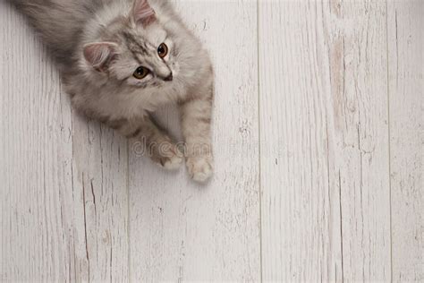 Gray Cat Lay On Wooden Floor Stock Photo Image Of Happy Apartment