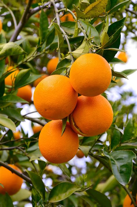 Caring for Citrus Trees in Arizona - Green Keeper Tree Care