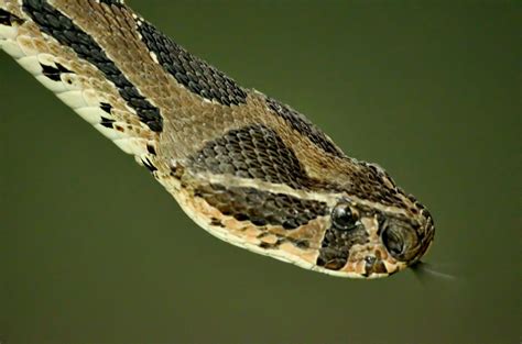 Worlds 10 Most Dangerous Snakes Planet Deadly