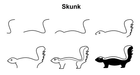 How To Draw A Skunk Step By Step At How To Draw