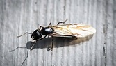 5 Bugs That Look Like Termites And How To Identify Them