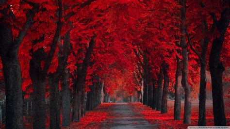Pretty Red Leaves Wallpaper 1920x1080 31473