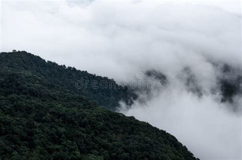 The Fog In The Rain On The High Mountain In Phu Ruea National Park