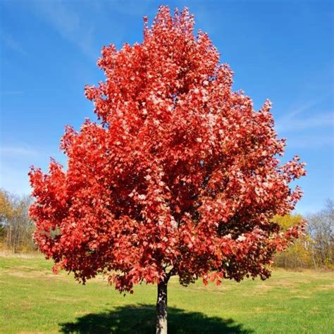 Acer Rubrum Red Maple Tree Greenflownurseries