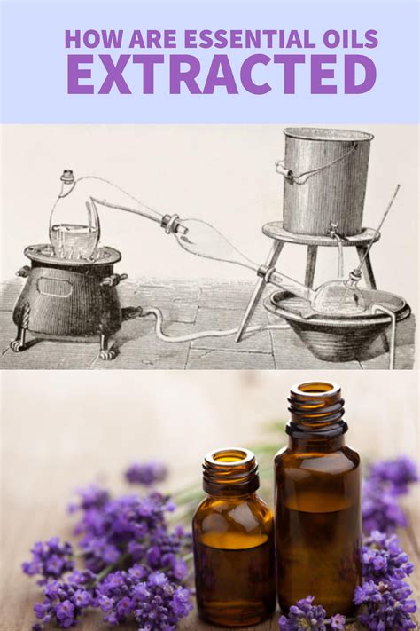 Want To Know How Essential Oils Are Extracted From Their Natural Plant