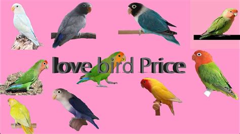 Top 12 Love Bird Price 2018 2019 Atelier Yuwaciaojp