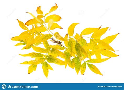 Yellow Autumn Leaves Isolated Stock Photo Image Of Bright Foliage