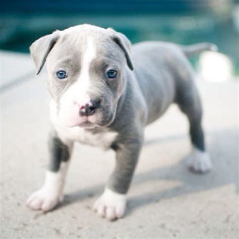 Dog Grey With Blue Eyes Pitbull Puppies Nose Much Loving Cost Puppy