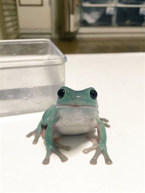 Super Cute Frog Pet Frogs Cute Reptiles Cute Little Animals