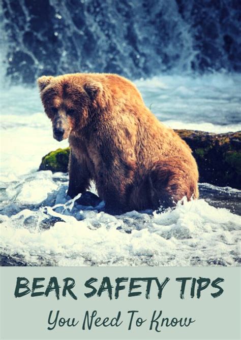 What You Need To Know About Bear Safety