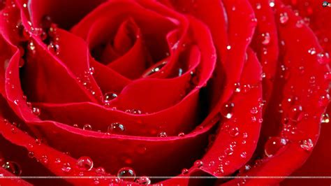 Free Download Beautiful Red Rose Wallpaper Colors Wallpaper 34511919