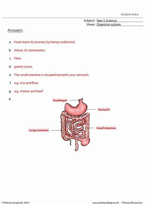 Pearson education, human digestive system worksheet with answers, the digestive system digestion and absorption worksheet answers, the human digestive system worksheet answer key, inner body, digestive system. Digestive System Worksheet Answers Awesome 15 Best ...