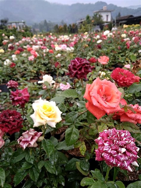Download 75+ gambar bunga mawar cantik berbagai warna. Gambar Bunga Mawar Polos Tanpa Warna - Gambar Ngetrend dan ...