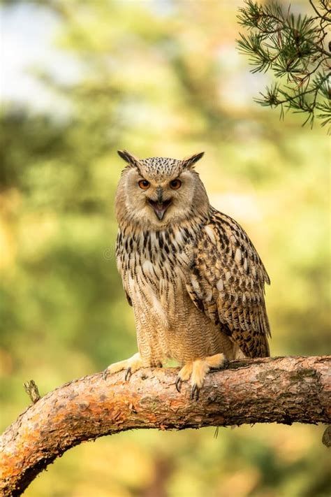 Eurasian Eagle Owl Head Bubo Bubo Stock Image Image Of Brown