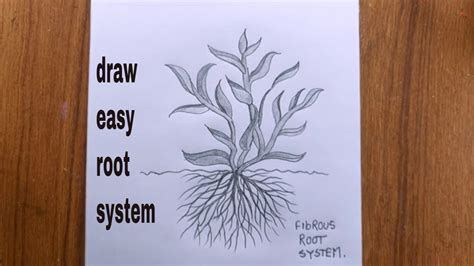 How To Draw Fibrous Roots System Roots Of A Plant Plant Drawing YouTube