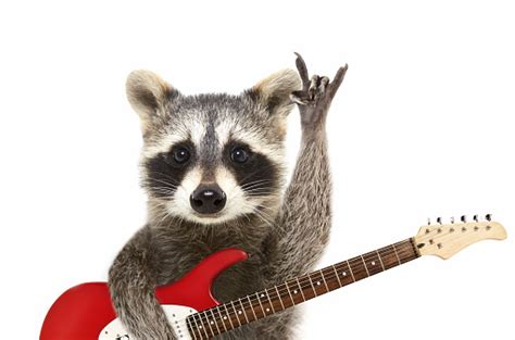 Portrait Of A Funny Raccoon With Electric Guitar Showing A Rock Gesture
