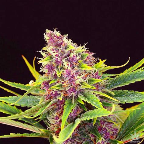 Purple Kush Autoflower Seeds Seed Bank Auto Purple Kush Seeds Usa