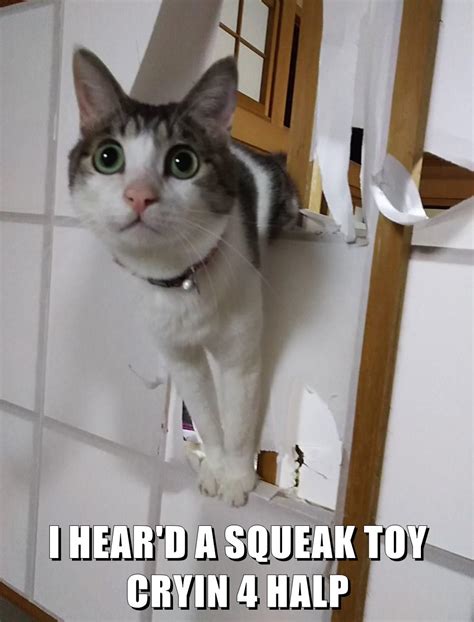 I Heard A Squeak Toy Cryin 4 Halp Lolcats Lol Cat Memes Funny