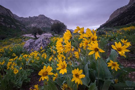 Lamoille Canyon Flowers Ruby Mountains Nevada Mountain Photography