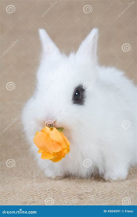 White Bunny Eat Yellow Flowers 4504591