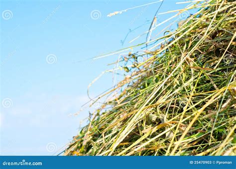 Dried Grass Hay Stock Image Image Of Packing Heap 25470903