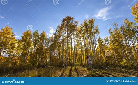 Tall Aspen Trees In Wasatch National Forest Stock Photo Image Of