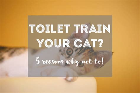 5 Reasons Why You Shouldnt Train A Cat To Use The Toilet The Fluffy