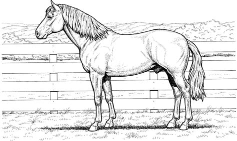 Print them online for free or download them for your child. 30 Best Horse Coloring Pages Ideas - WeNeedFun