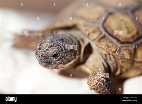A Year Old Tortoise Makes An Appearance At The Natural Resources And