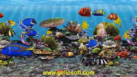 3d Fish School Aquarium Screensaver Tropical Fish Tank For Windows Hd