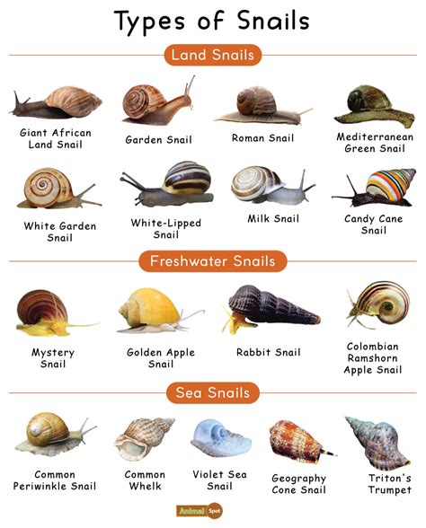 Snail Facts Types Diet Reproduction Classification Pictures