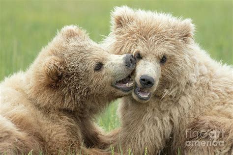 Brown Bear Cubs Photograph By Linda D Lester Fine Art America