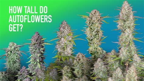 How Tall Do Autoflowers Get Fast Buds