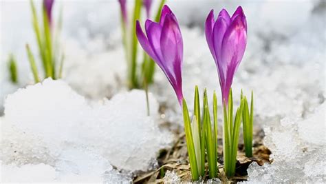 Purple Spring Crocus Flower Beautiful Crocus Saffron In The Spring