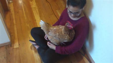 My Chicken Likes To Cuddle Youtube