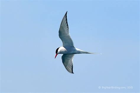 Arctic Tern Big Year Birding