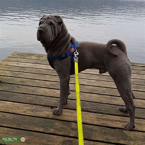 Blue Shar Pei Stud Dog In Lancaster The United States Breed Your Dog
