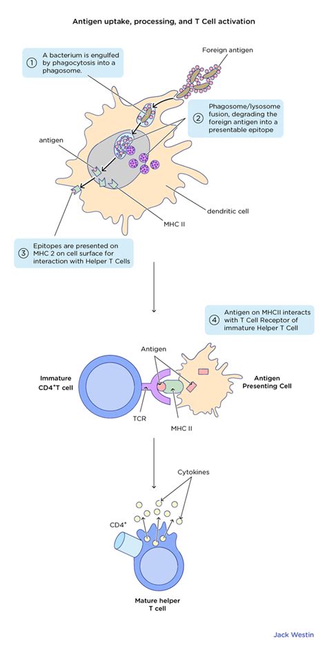 Antigen Presentation Immune System Mcat Content