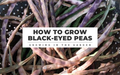 How To Grow Black Eyed Peas Growing In The Garden