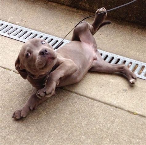 Get Over Here And Rub My Belly Pitbull Mom Pitbull Puppies Cute