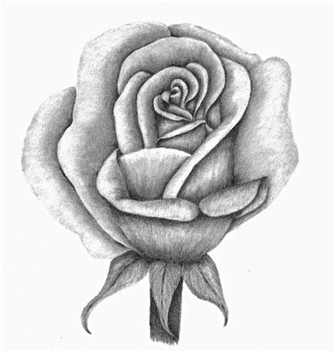 Imagenes De Rosas Para Dibujar Faciles Paso A Paso 60 Dibujos Faciles
