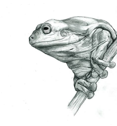 Green Tree Frog Drawing At Explore Collection Of